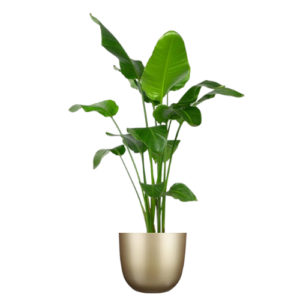 Eyecatcher kamerplant in bijpassende pot