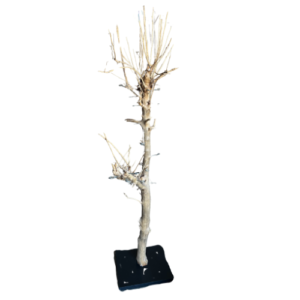 Champagneboom groot - 35 glazen