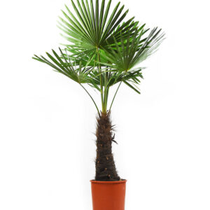 Chinese waaierpalm (zonder pot)