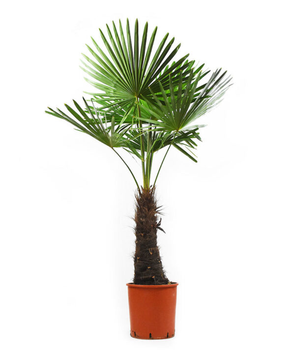 Chinese waaierpalm (zonder pot)
