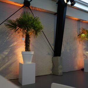 Chinese waaierpalmboom op zuil wit 75cm