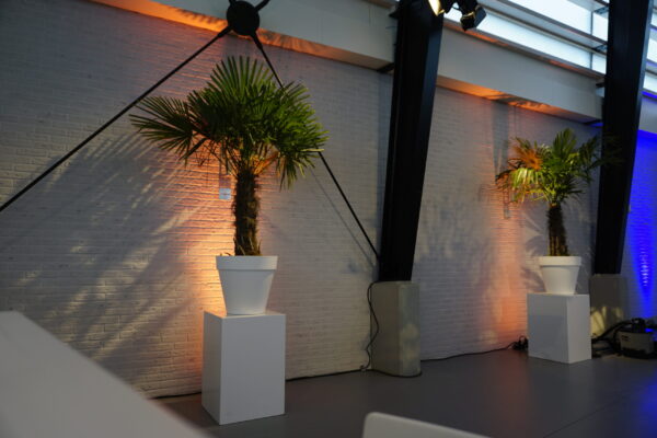 Chinese waaierpalmboom in witte pot