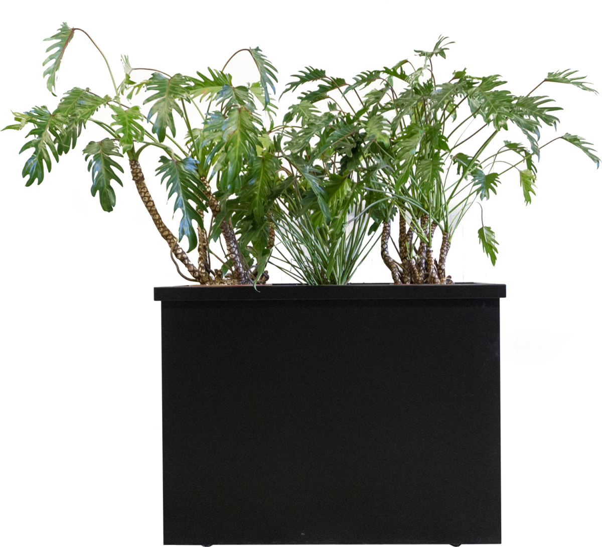 Roomdivider Smooth Black opgemaakt met planten Time Out