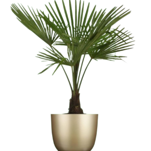 Eyecatcher palmboom zijden in bijpassende pot